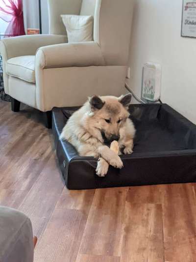 Hundebett Kudde-Beitrag-Bild