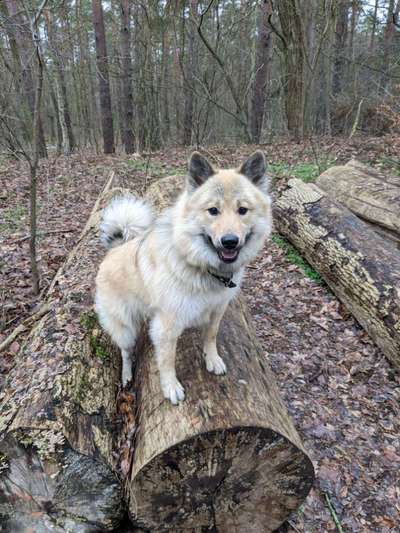 Eurasier hier?-Beitrag-Bild