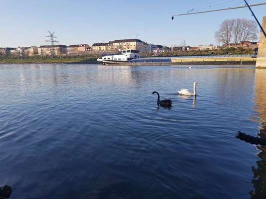 Hundeauslaufgebiet-Neckarwiese Mannheim-Bild