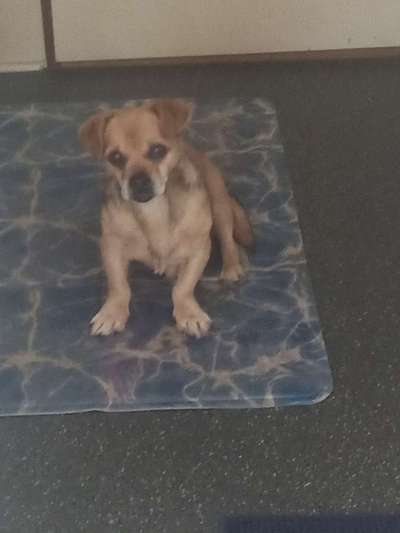 Mischlinge raten - Rätselspaß-Beitrag-Bild