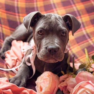 Welpen Bilder !-Beitrag-Bild