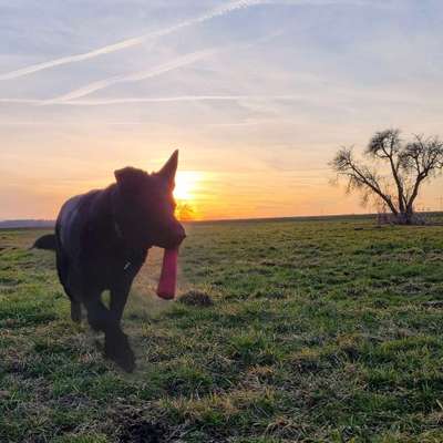 Hundetreffen-Hundetraining Mettenheim