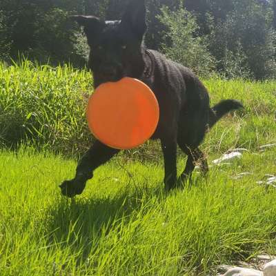 Hundetreffen-Hundekumpel gesucht-Bild