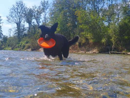 Dogorama Photo Challenge - Lieblingsspielzeug!-Beitrag-Bild