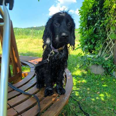 Hundetreffen-Gassi-Buddy-Bild