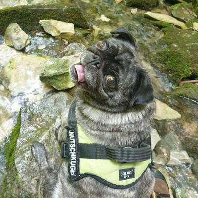 Hundetreffen-Gassi/Spiel treff-Bild