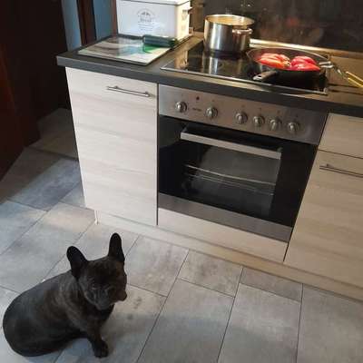 aktuelles Foto Gruppe Französische Bulldogge