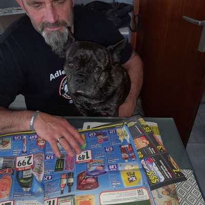 aktuelles Foto Gruppe Französische Bulldogge