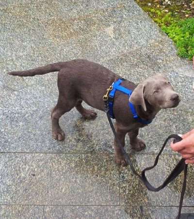 Welpen Bilder !-Beitrag-Bild