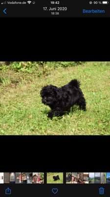 Hundetreffen-Spielpartner gesucht-Bild