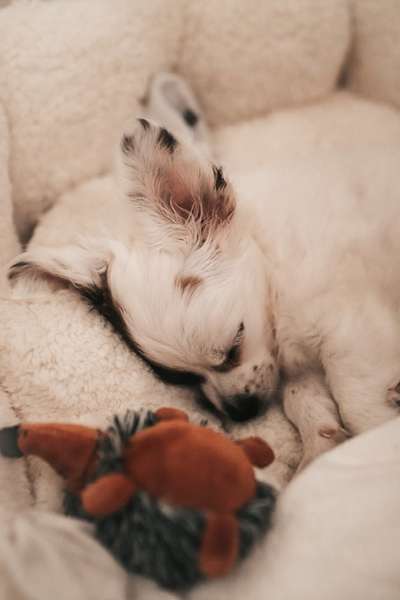 Dogorama Photo Challenge - Zeit ins Bett zu gehen-Beitrag-Bild