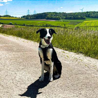 Hundetreffen-Gassi Gehen / Spielen-Bild