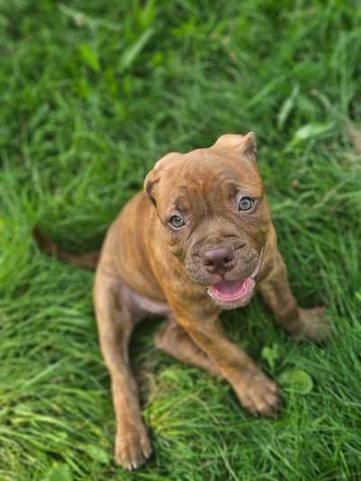 Hundetreffen-Suchen Spielfreude für malou-Bild