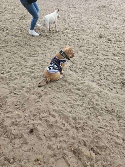 Hundetreffen-Welpentreffen-Bild