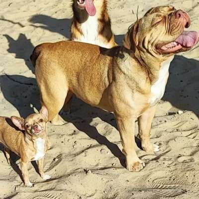 Amani , diamond & Princess 🐶🐶🐶's Profilbild
