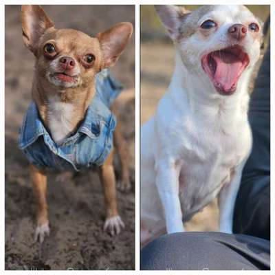 Hundetreffen-Chihuahua friends gesucht-Bild