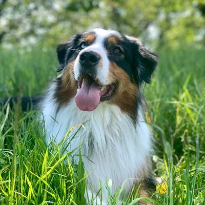 Hundetreffen-Spielpartner in Badenweiler-Bild