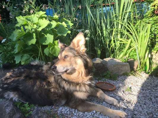 Die Dogorama Kalender Challenge Teil 3/4-Beitrag-Bild