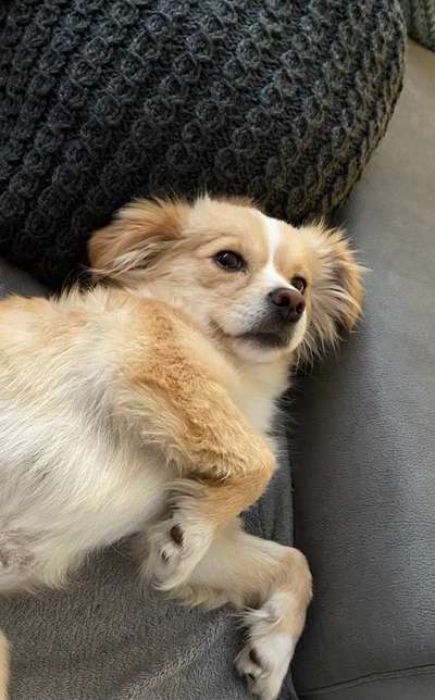 Welche Hunderasse-Beitrag-Bild