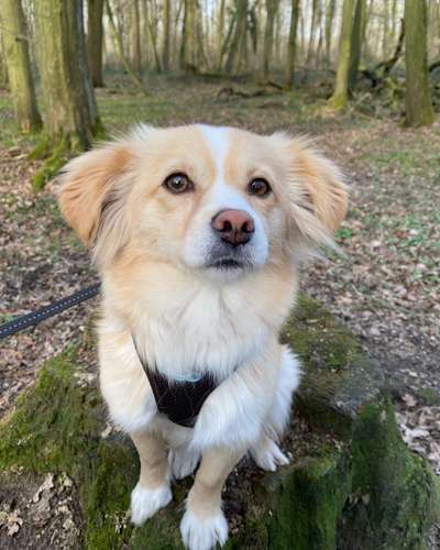 Dogorama Photo Challenge - Der Frühling kommt-Beitrag-Bild