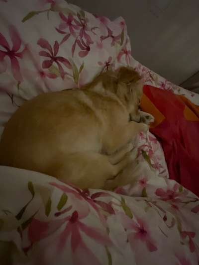 Darf der Hund bei Euch im Bett schlafen?-Beitrag-Bild