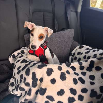 Hundetreffen-Junghund Treffen in Kelsterbach-Bild