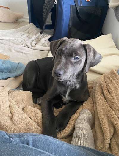 Labradorfans-Beitrag-Bild