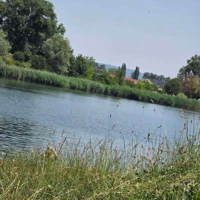 Hundestrand-Kiesgrube Leubingen/ Badesee für Hunde-Bild