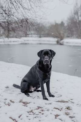 Hundetreffen-Hunderunde & Spielgefährten-Bild