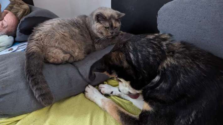 Hund und Katz Momente-Beitrag-Bild