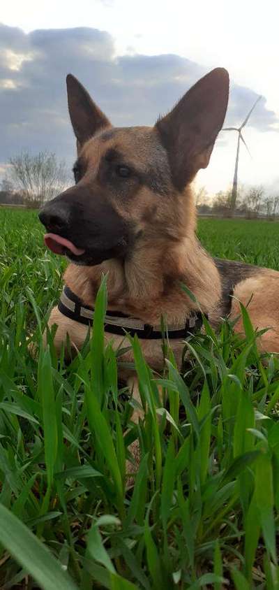 Schäferhund-Beitrag-Bild