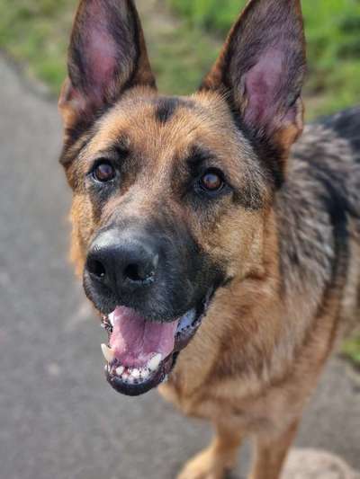 eure Spitznamen für die Vierbeiner-Beitrag-Bild