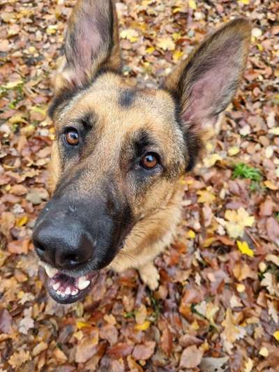 Deutsche Schäferhunde, Belgische Schäferhunde.-Beitrag-Bild