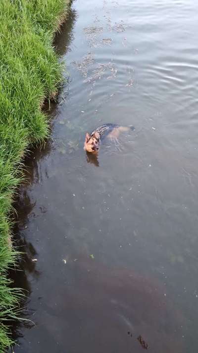 Alles rund um den Schäferhund, diskutieren erwünscht.-Beitrag-Bild