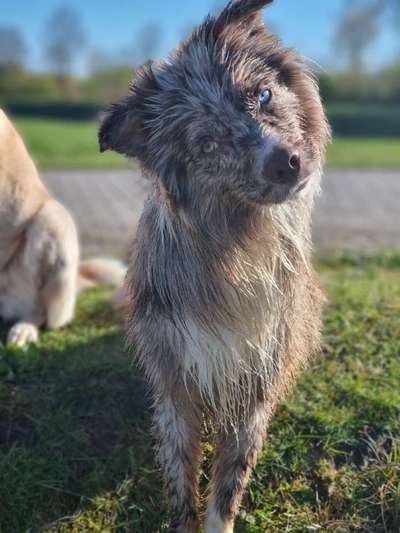 Alles rund um den Schäferhund, diskutieren erwünscht.-Beitrag-Bild