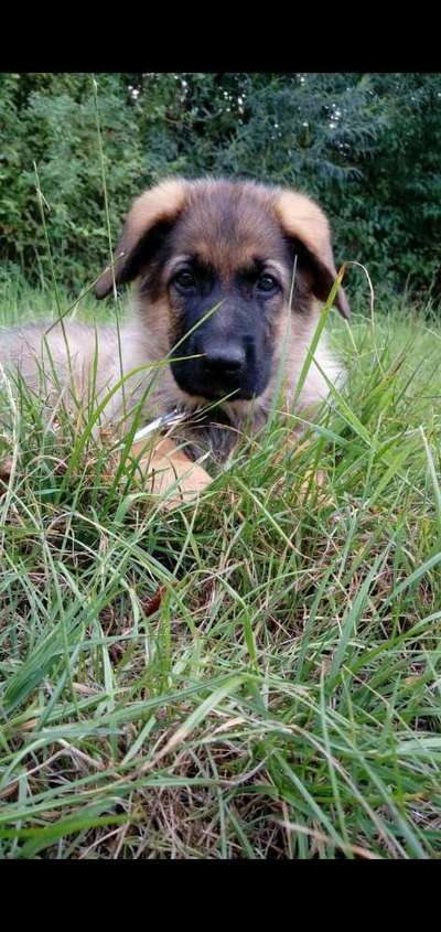 Welpen Bilder !-Beitrag-Bild