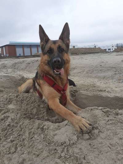 Schäferhund-Fans?-Beitrag-Bild