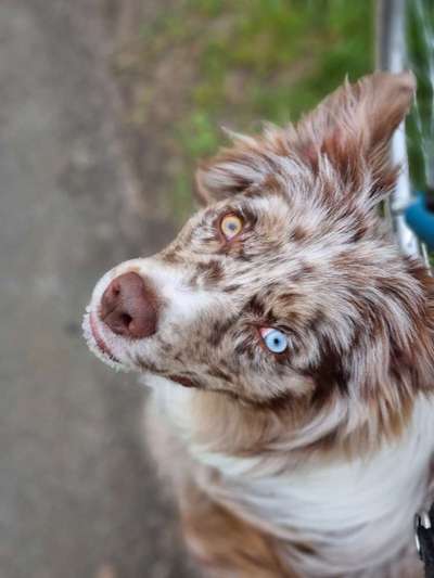 Alles rund um den Schäferhund, diskutieren erwünscht.-Beitrag-Bild