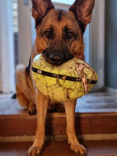 Wie heißt dein Hund?-Beitrag-Bild