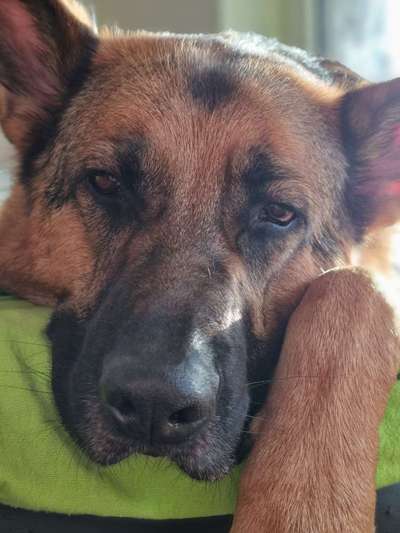 Hier ist der Spaßthread. Zum Schmunzeln und Kaputtlachen-Beitrag-Bild