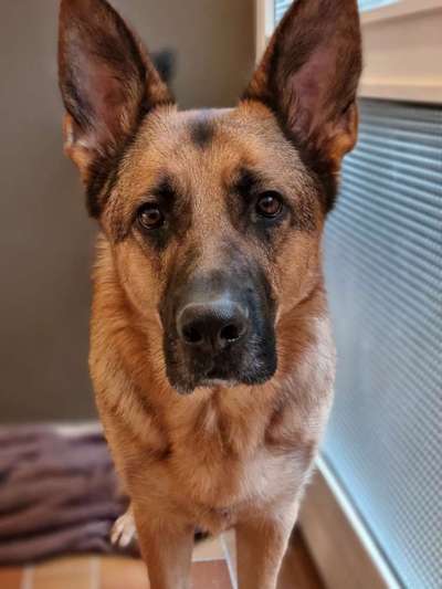 Alles rund um den Schäferhund, diskutieren erwünscht.-Beitrag-Bild