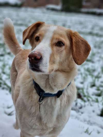 Auslandstierschutz-Beitrag-Bild