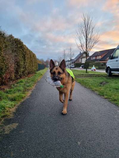 Fotochallenge 66 ~ Rennaction -Zeig deinen Hund im Lauf-Beitrag-Bild