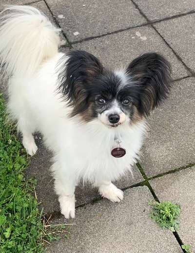 Dogorama Photo Challenge - Portrait-Beitrag-Bild