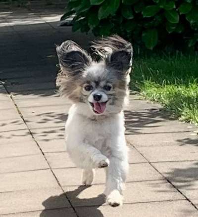 Dogorama Photo Challenge - Portrait-Beitrag-Bild