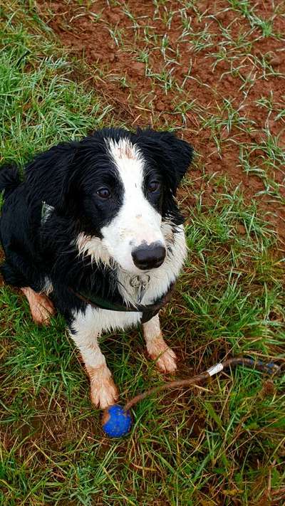 Labradorfans-Beitrag-Bild