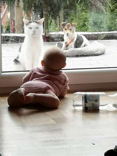 Hund und Katz Momente-Beitrag-Bild