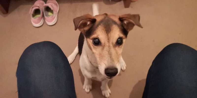 Wie "jung" haben sich eure Hunde gehalten ?-Beitrag-Bild