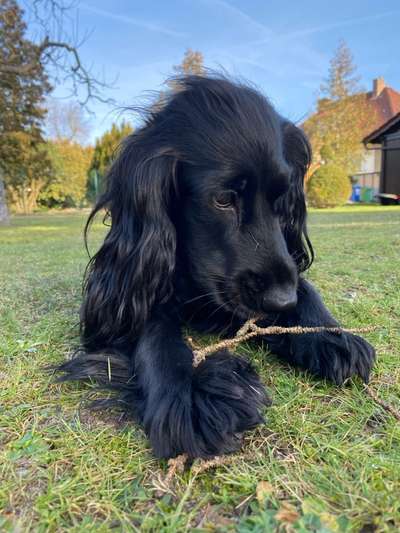 Hundetreffen-Spielrunde eingezäunte Hundewiese Paunsdorf-Bild