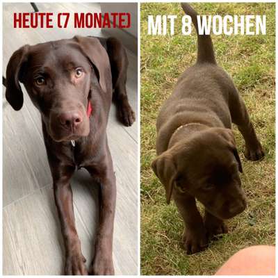 Zeigt her eure Labbis!-Beitrag-Bild